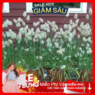 Hạt Giống Cỏ Đuôi Thỏ - 50 Hạt / Gói