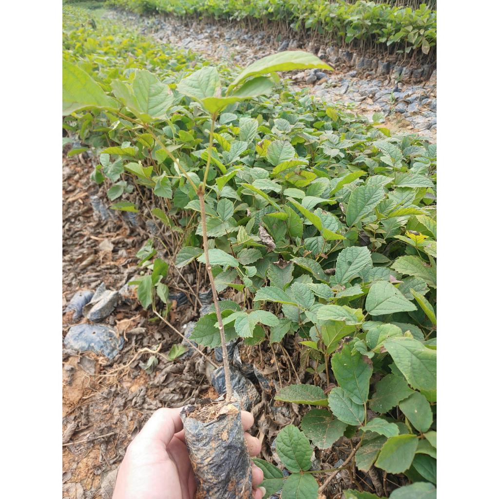 Cây giống Phong Linh Vàng cây cao 30-40 cm  #cây_giống #cây_phong_linh_vàng