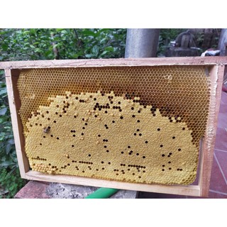 Mật ong rừng nguyên chất hũ 1 lít
