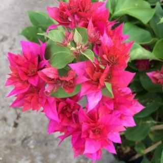 Cây 🌲 Hoa Giấy Thái....( bông chùm chùm)