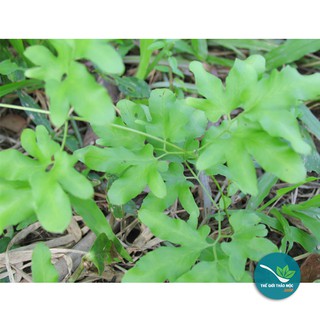 Cây Bòng Bong 1KG -TM155