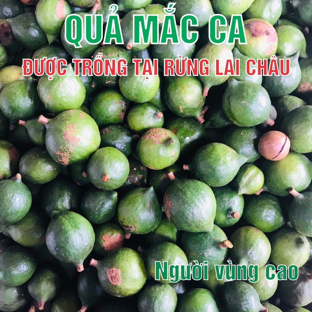 500g - 1Kg Hạt Mắc Ca Khô Tự Nứt, Giàu Dinh Dưỡng, Tốt Cho Sức Khỏe Bà Bầu, Đặc Sản Tây Bắc