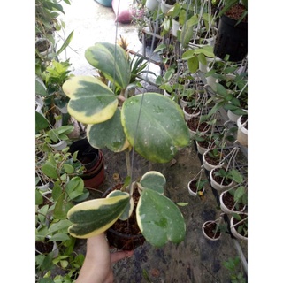 Cẩm cù lá trái tim biên vàng