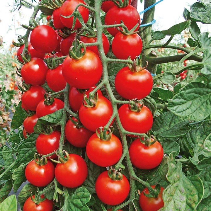 Hạt Giống Cà Chua Cherry đỏ Lai F1 Rạng Đông Sinh Trưởng Tốt 0.1g (HRD-022)