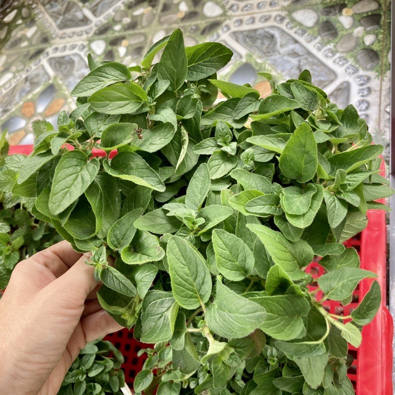Cây Lá Oregano (Kinh Giới Cay), Cách Trồng, Công Dụng, Tại Tphcm - Jun Garden