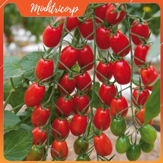 Hạt Giống Cà Chua SUGAR CHERRY NHẬP MỸ ( hủ 10 hạt )