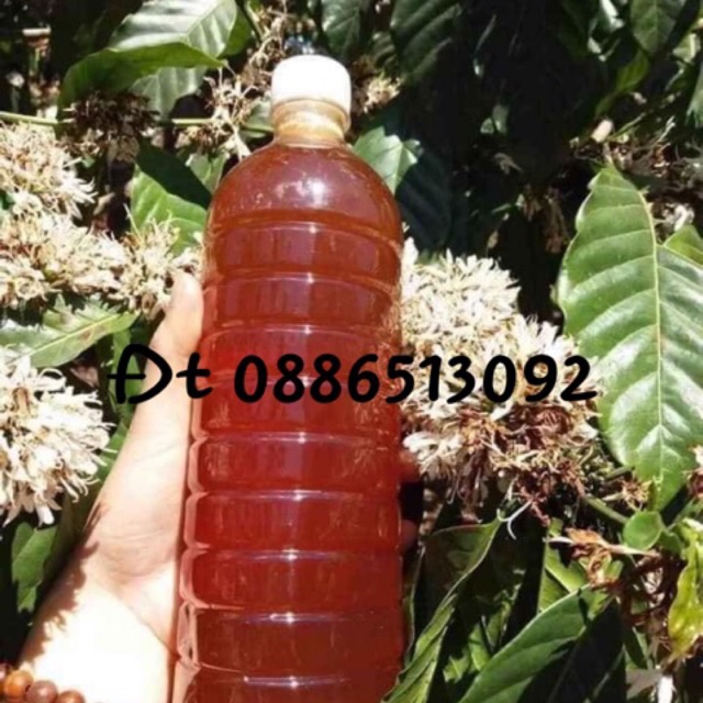 Mật Ong Hoa Cà Phê 1kg Nguyên Chất- Đổi Trả Nếu Không Hài Lòng (Giá Gốc Từ Trang Trại)