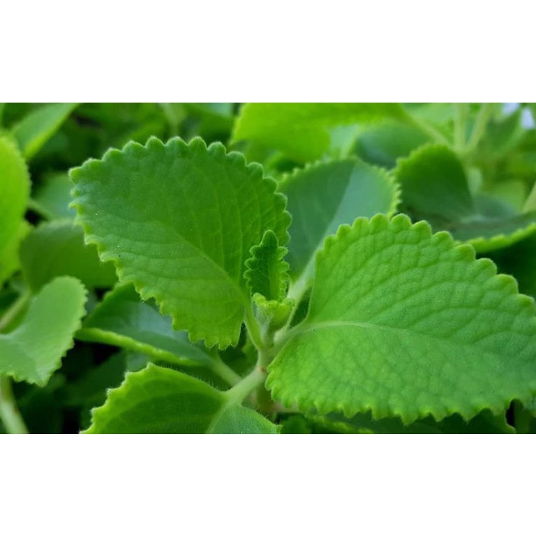 Cây tần dày lá (húng chanh)