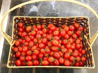 Hạt giống Cà Chua Lai RADO cao cấp, trái bóng to, năng suất cao