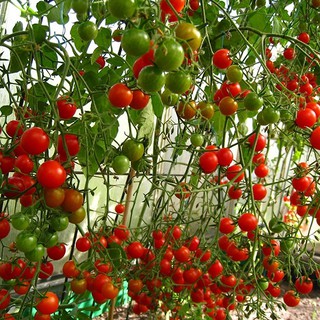 Hạt Giống Cà Chua Chuỗi Ngọc