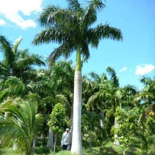 Cây 🌲 Cau đuôi chồn 1m7