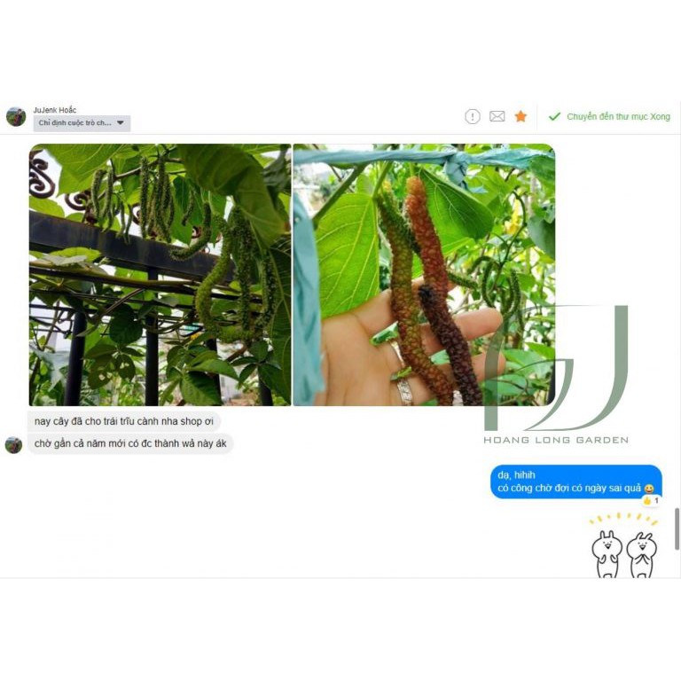 Dâu tằm trái dài Đài Loan