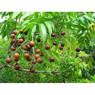 Nước Tẩy Rửa Enzym Bồ Hòn Quế- Nói Không Với Hoá Chất
