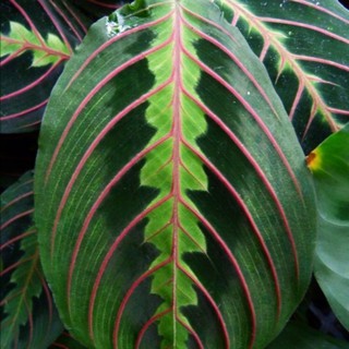 chậu đuôi công Maranta Prayer