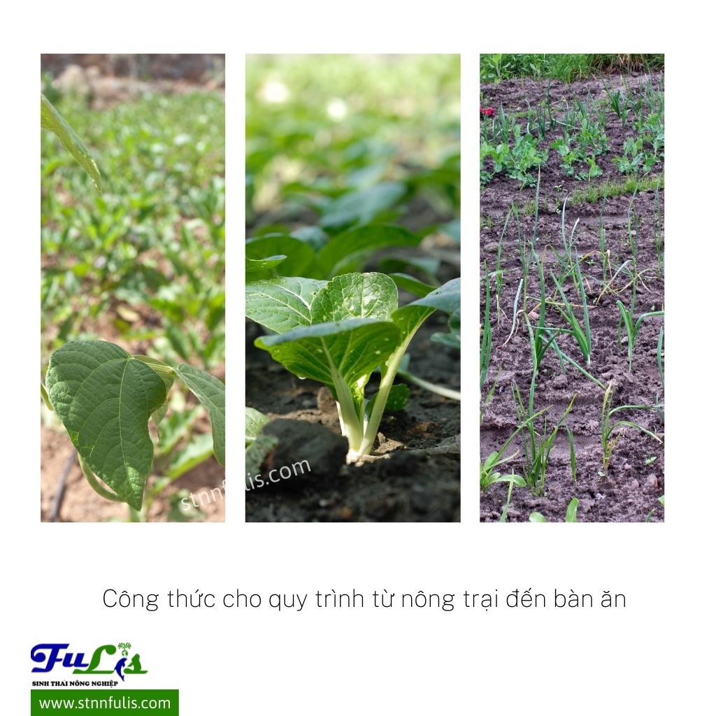 Dịch Chuối Trung Lượng Hữu Cơ Cho Hoa Hồng, Hoa Lan Củ, Rau, Quả DICO Giàu Kali, Bung Mầm, Giá Rẻ Chính Hãng - stnnfulis