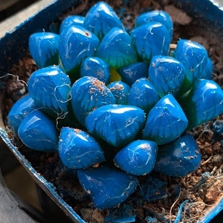 Sen ngọc (Sen đá kim cương) nhiều màu