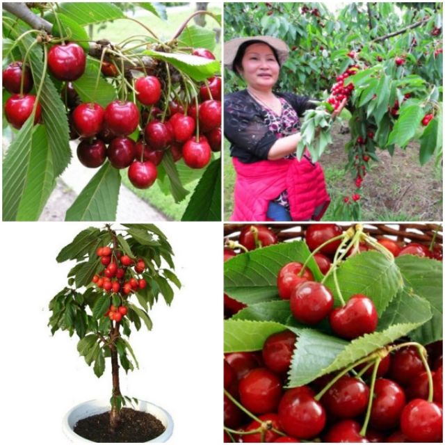 Gói 5 Hạt Giống Cherry Mỹ Cao Sản