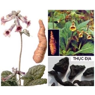 Thục địa loại ngon