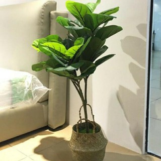 Cây bàng singapo giả cảnh Cao 1met.