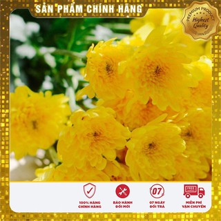 Hạt giống hoa cúc đại đóa F1 vàng - 50 hạt