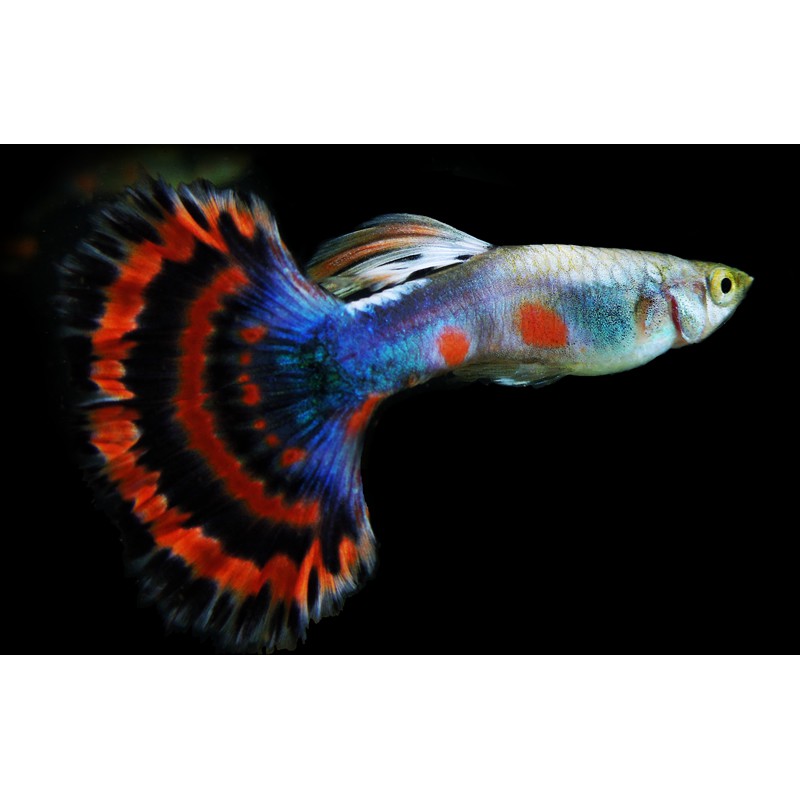 ISTA Guppy Mineral Salts khoáng chất và vitamin cho loài cá bảy màu, Guppy fish