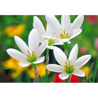 1 củ huệ mưa màu trắng