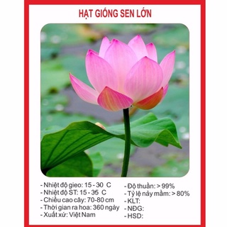 Hạt Giống Hoa Sen Lớn 10 Hạt hạt giống bốn mùa