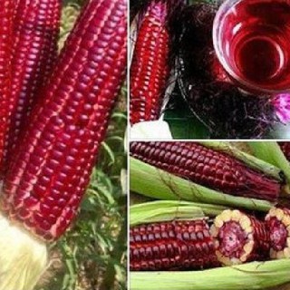 Bộ 3 gói Hạt giống ngô Nữ Hoàng đỏ