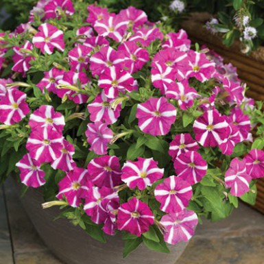 Hạt Giống Hoa Dạ Yến Thảo Sọc Mix Đủ Màu (gói 400 hạt, tặng phân)