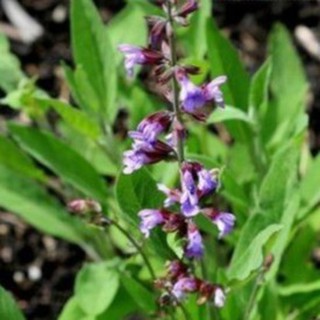 20h Hạt Giống Xô Thơm Sage