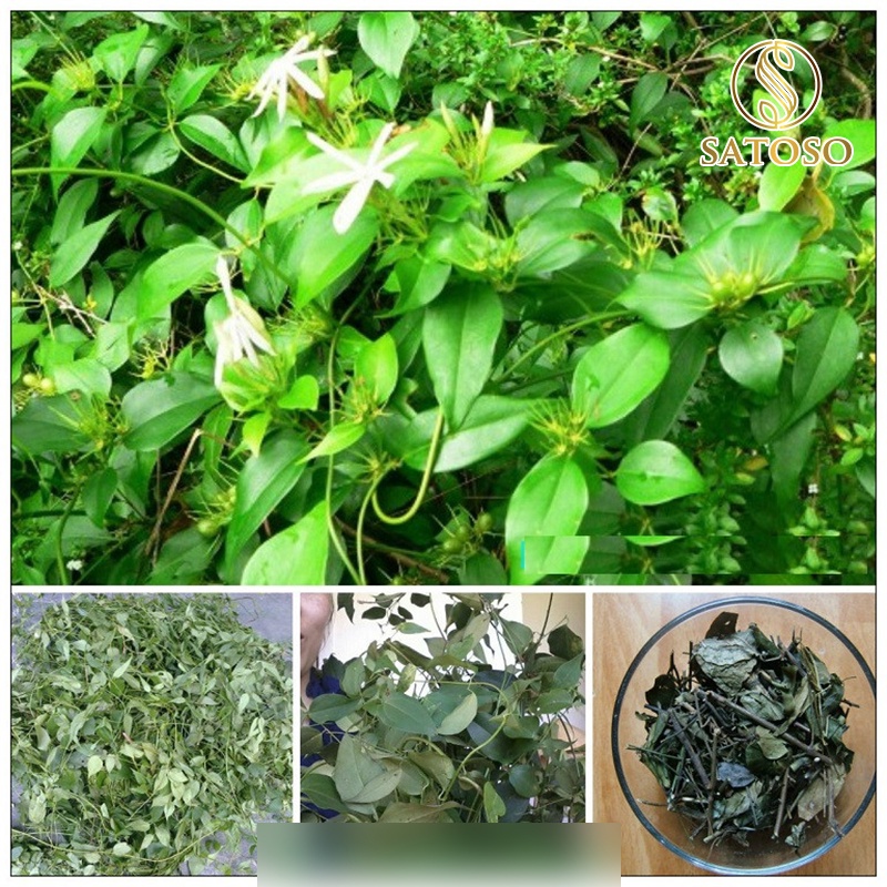 Chè vằng sẻ 1kg sạch thơm mới lợi sữa cho mẹ giảm cân nhanh SATOSO SA49