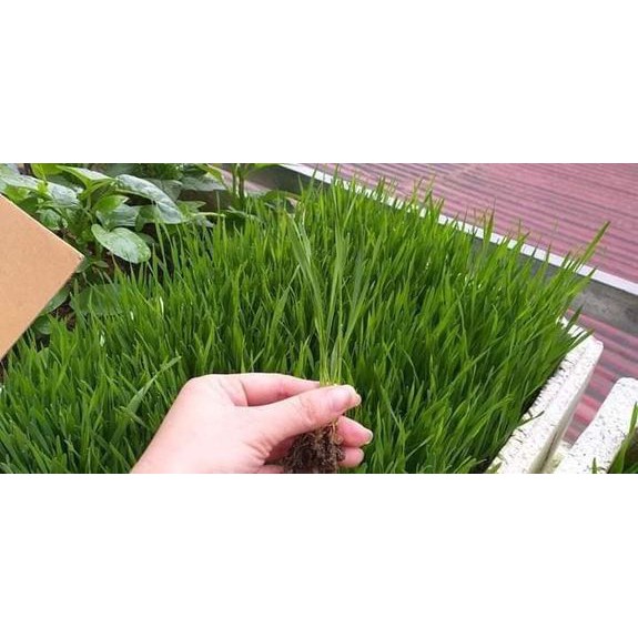 Hạt Giống Cỏ Lúa Mì (Mầm Lúa Mạch) Dễ Trông, Thơm Ngon Gói