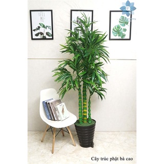 Cây Giả 🌺 Cây Trúc Phật Bà Cao 1,8m
