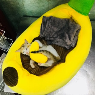 Nệm chuối cho chó mèo