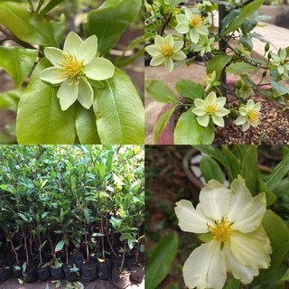 2 cây giống thanh mai (mai trắng xanh)