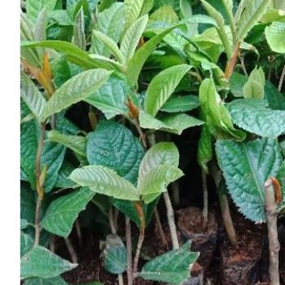 cây trà hoa vàng giống bé