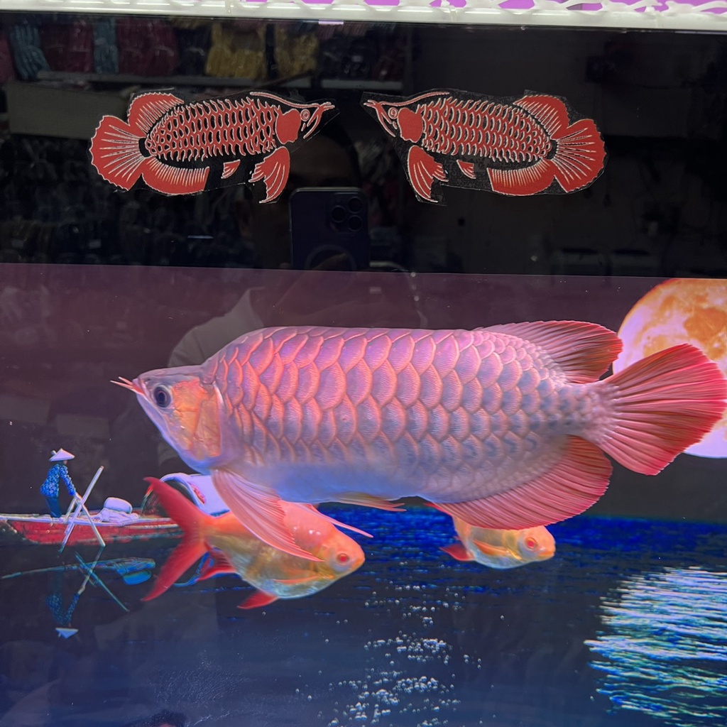 DECAL Hồ Cá - STICKER Dán Thành Hồ Cá Rồng Huyết Long, Bối Vàng Kích Thước 17x6cm