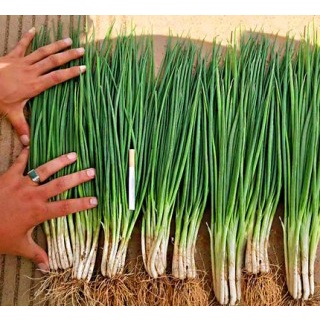 100 hạt giống hành lá/ hành hoa tách lẻ