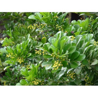 cây giống HOA NGÂU