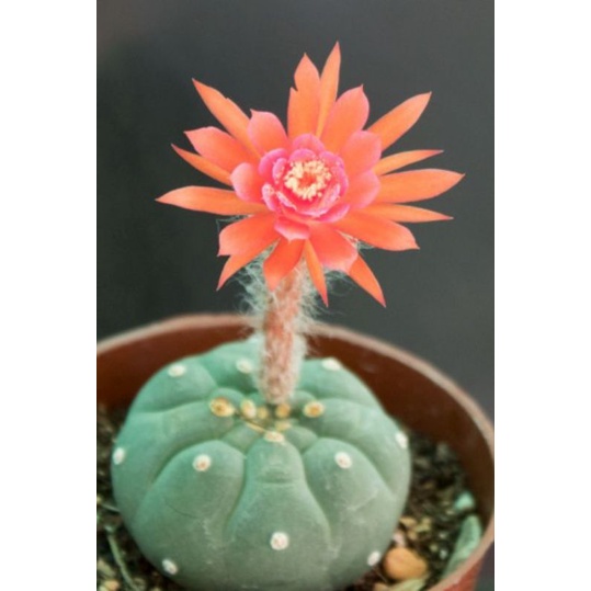 Sale++ Xương rồng matucana hoa rất đẹp.