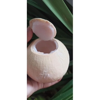 DỪA XIÊM TRỌC - size 400gr trở lên