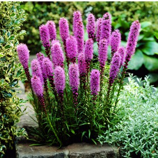 30 Hạt giống hoa kỳ lân [CHẤT LƯỢNG]