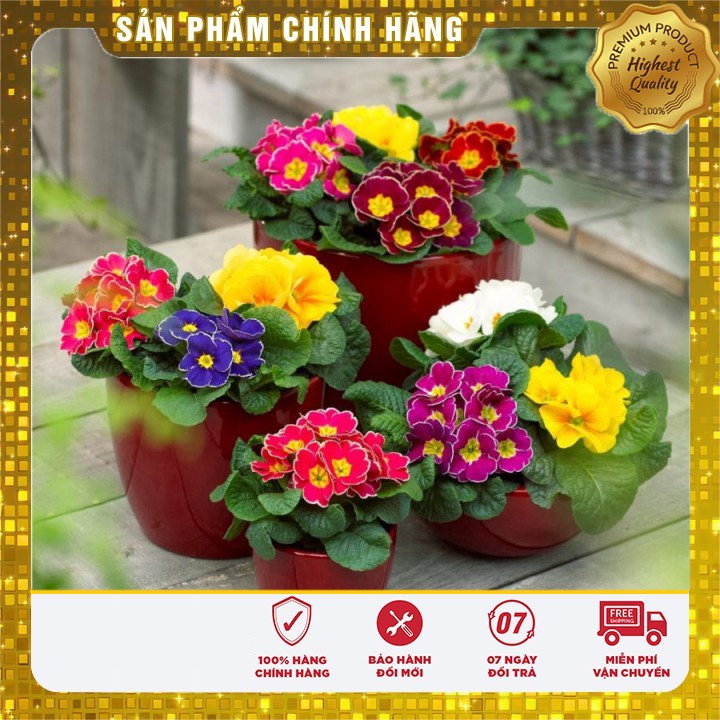 Hạt giống Hoa Báo Xuân 50 Hạt