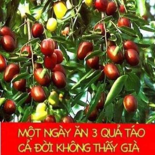 Táo đỏ tân cương ( đóng gói 500g/túi)