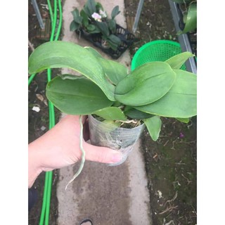 Hồ Điệp Mini cắt cành