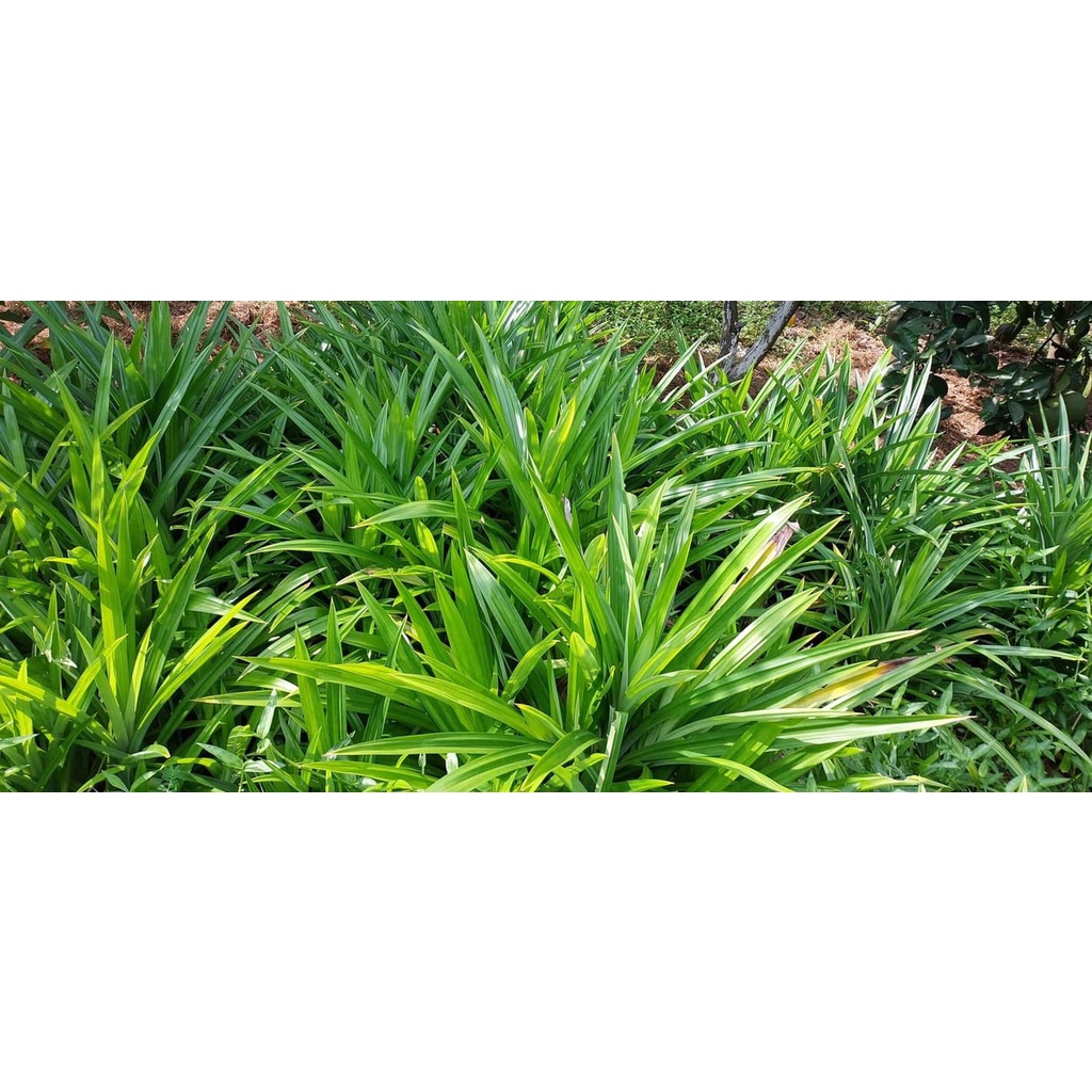 Cây lá nếp rễ trần 20 - 30 cm