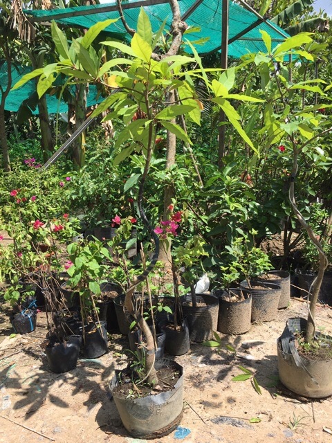 Cây Lộc vừng 1 cốt