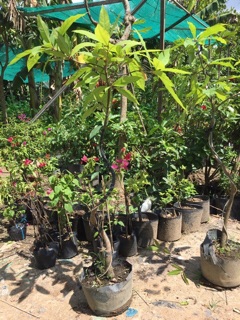 Cây Lộc vừng 1 cốt