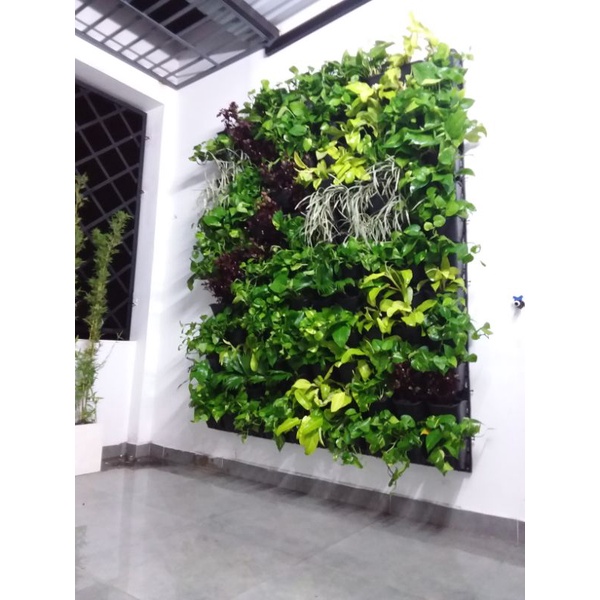 Chậu trồng cây trên tường
