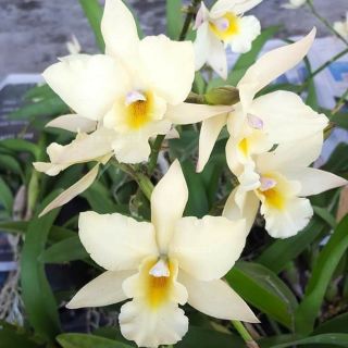 Cattleya lai ency trắng